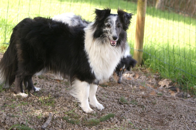 Féerie bleue Des Shelties De La Rose